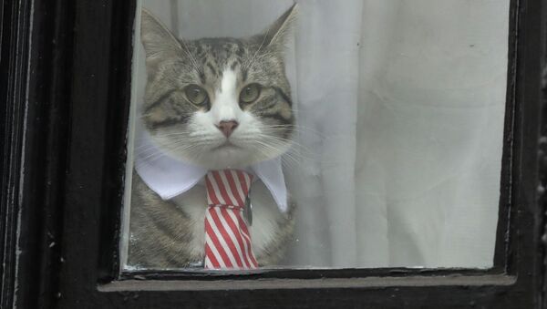 Gato com gravata olhando da janela da embaixada do Equador em Londres - Sputnik Brasil