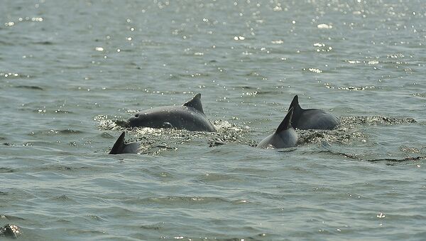 Em 20 dias, quase 100 caracaças de golfinhos já foram retiradas da Baía de Sepetiba - Sputnik Brasil