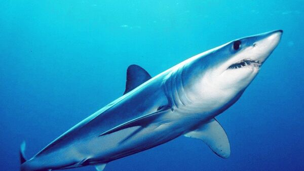 Shortfin mako shark (Isurus oxyrinchus) - Sputnik Brasil