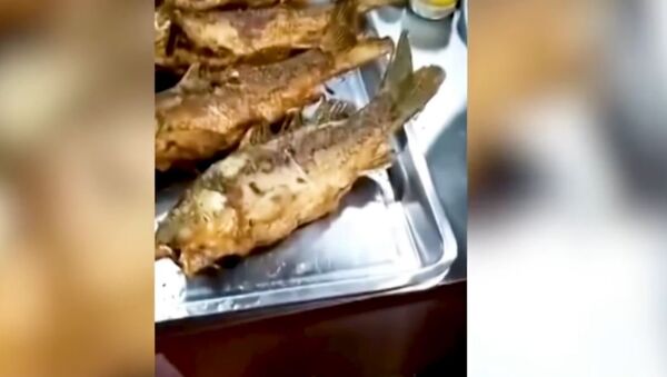 'Peixe-zumbi' ressuscita após ser frito e servido ao cliente - Sputnik Brasil