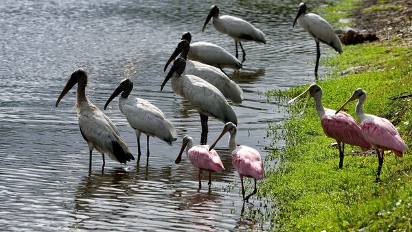 Aves em um lago - Sputnik Brasil