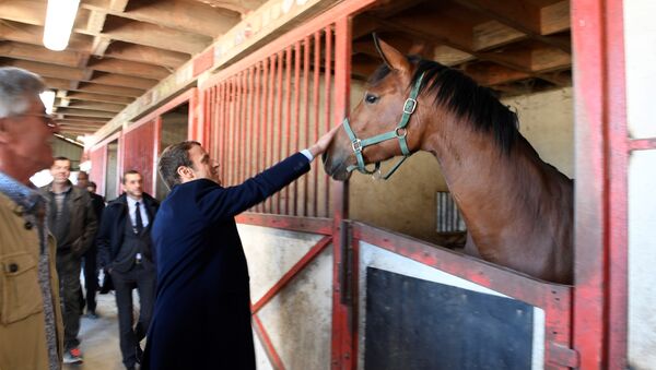 Macron acaricia cavalo em abril de 2017 - Sputnik Brasil