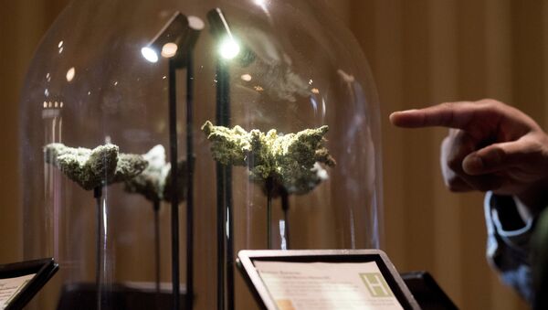A shopper examines a cannabis display , in San Francisco during California's first day of recreational marijuana sales on Saturday, Jan. 6, 2018. - Sputnik Brasil