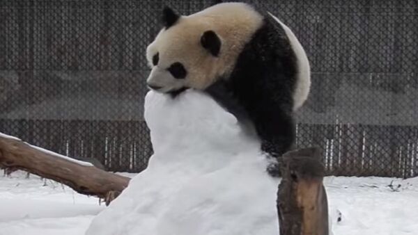Pandas atacam boneco de neve - Sputnik Brasil