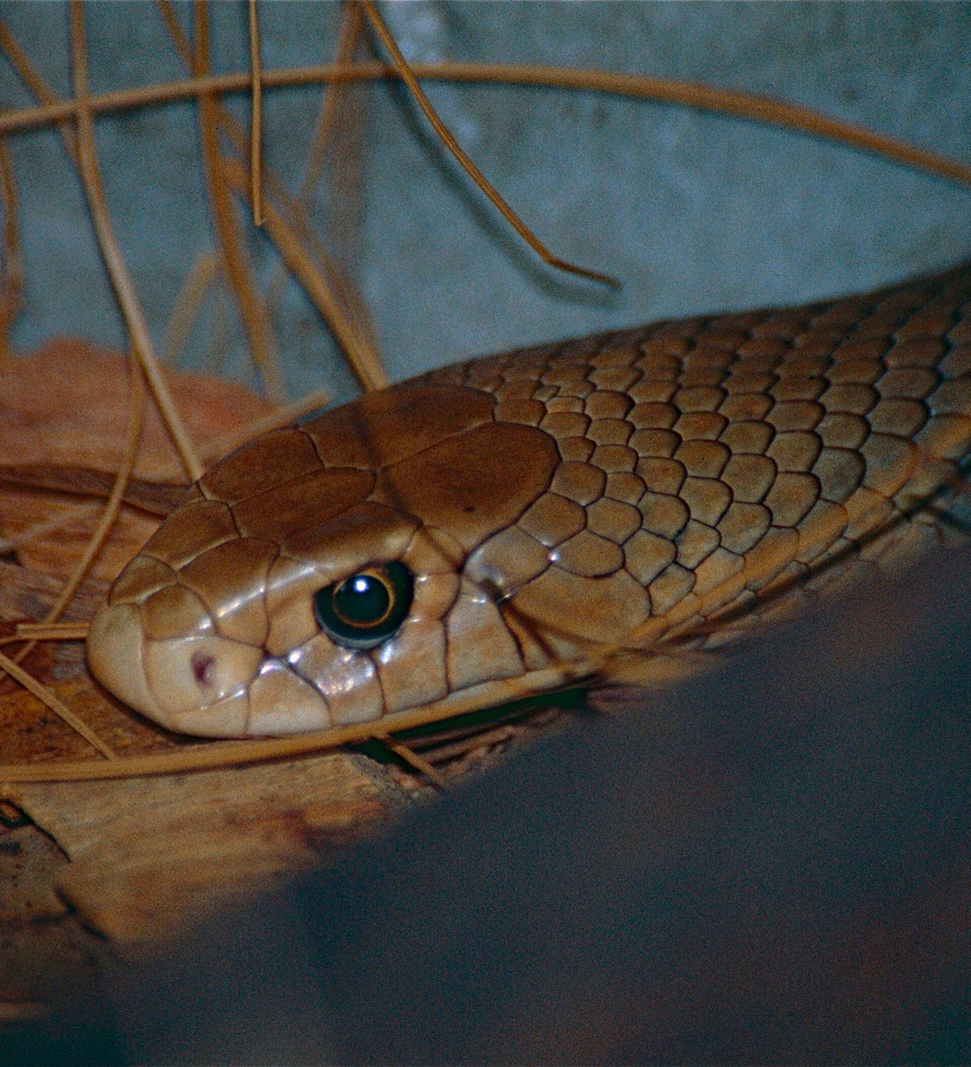 Qual é a cobra mais venenosa do mundo? E do Brasil?