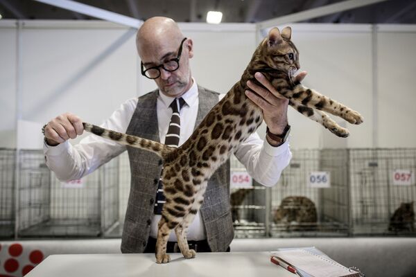 Homem avalia os parâmetros de um gato de raça Bengal durante um show em Paris - Sputnik Brasil
