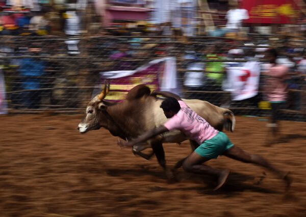Indiano tenta dominar um touro durante o evento anual chamado de Jallikattu, na povoação de Palamedu - Sputnik Brasil