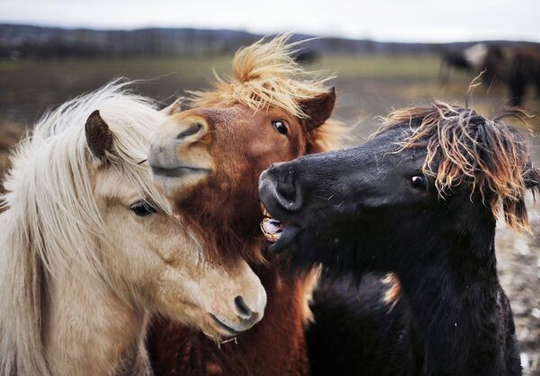 Cavalos islandeses pastam em Wehrheim, na Alemanha - Sputnik Brasil