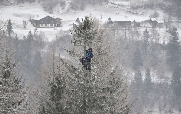 Treinador sobe a uma árvore para observar suas atletas durante o Campeonato Mundial de Esqui Alpino de 2018, na Áustria - Sputnik Brasil