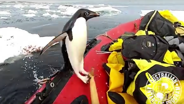 Pinguim aborda barco - Sputnik Brasil