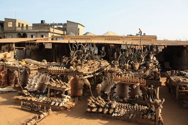 No mercado de Akodessewa, há cabeças, rabos, crânios e pele de vários animais à venda. Em particular, há partes do corpo de crocodilos, gatos, macacos, corujas, serpentes, entre outros - Sputnik Brasil