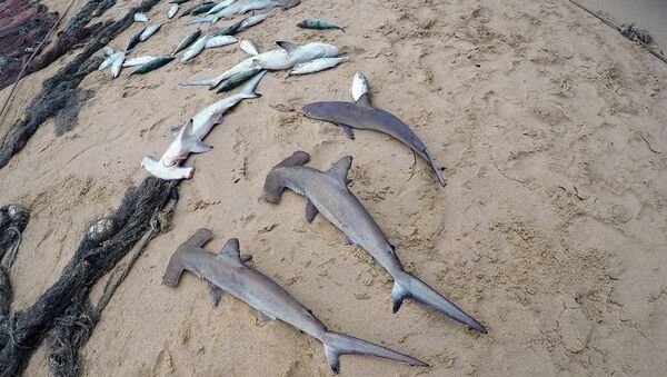 Tubarões mortos (Imagem ilustrativa) - Sputnik Brasil