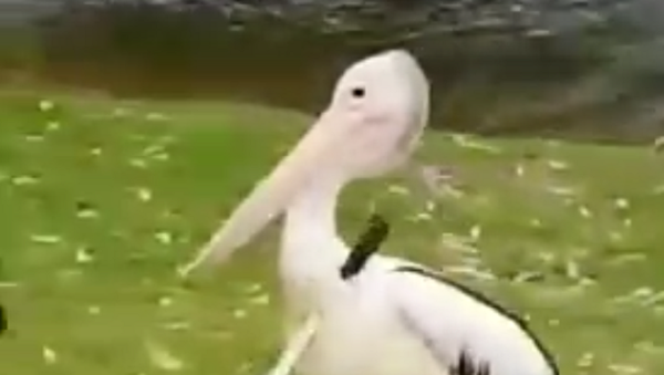 Ferido, mas não derrotado: pelicano desfila com faca no pescoço - Sputnik Brasil