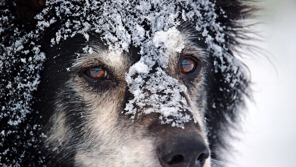 Cachorro em neve (imagem ilustrativa) - Sputnik Brasil