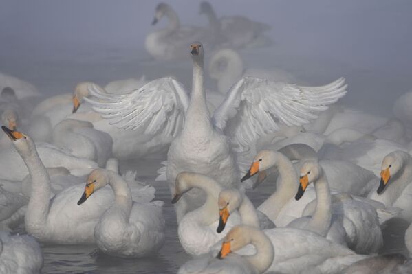 Cisnes-bravos passam o inverno no lago dos Cisnes, localizado na região russa de Altai - Sputnik Brasil