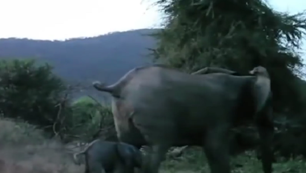 Amor materno leva elefante a enfrentar rei dos animais - Sputnik Brasil