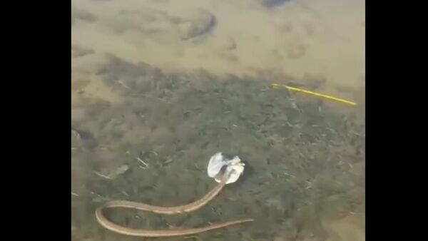 Dança de serpente com cabeça de peixe assusta internautas - Sputnik Brasil