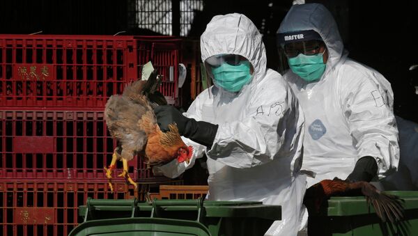 Health Workers Dispose of Chickens Because of Bird Flu Outbreak - Sputnik Brasil