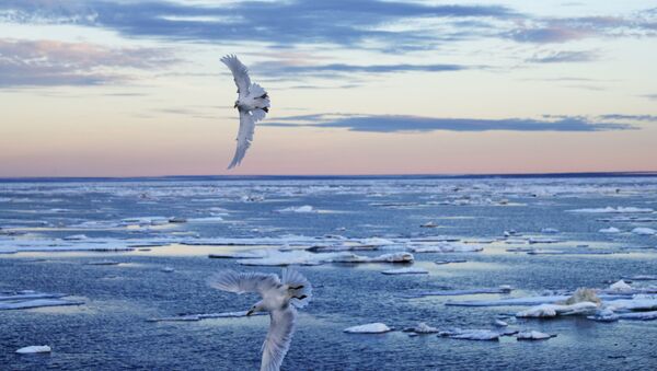Pássaros voando na região do arquipélago Ártico Canadense - Sputnik Brasil