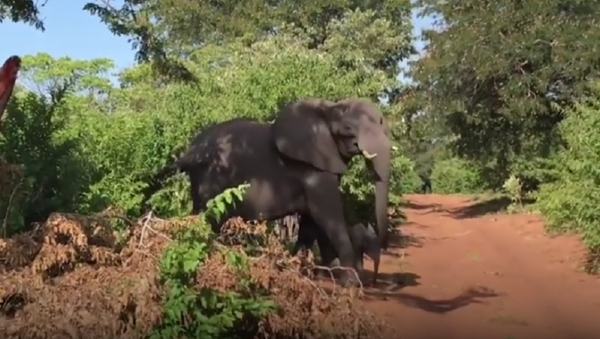 Elefante ataca carro com turistas - Sputnik Brasil