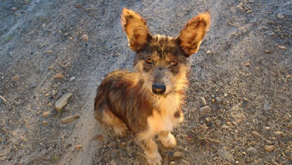 Um cachorro, imagem referencial - Sputnik Brasil