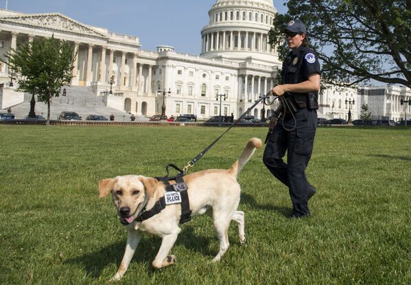 Uma policial junto com cachorro de patrulha efetua serviço perto do Capitólio, em Washington, em 14 de junho de 2017 - Sputnik Brasil