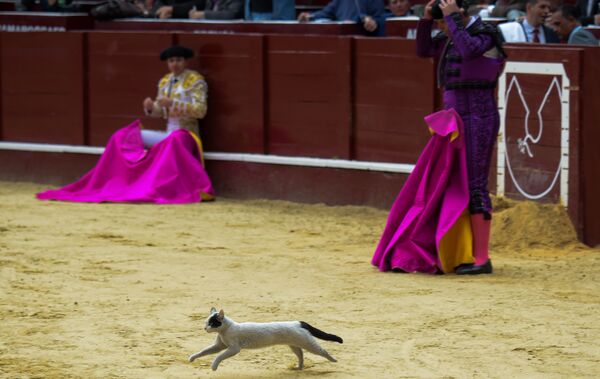 Gato sai à arena durante uma corrida de touros em Bogotá, na Colômbia - Sputnik Brasil