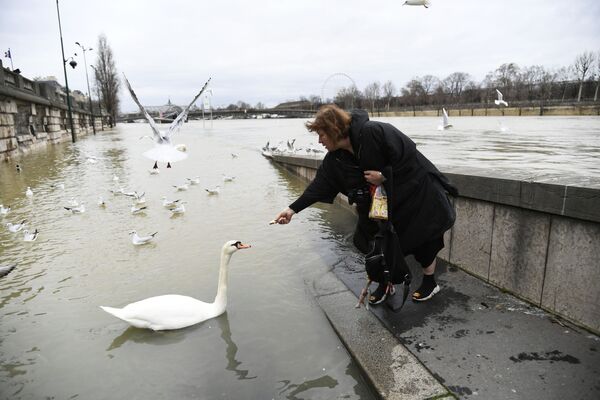 Mulher dá comida a um cisne durante a inundação em Paris, a capital francesa - Sputnik Brasil