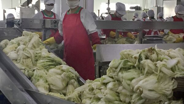 Funcionários de uma fábrica de kimchi, nos arredores de Pyongyang - Sputnik Brasil