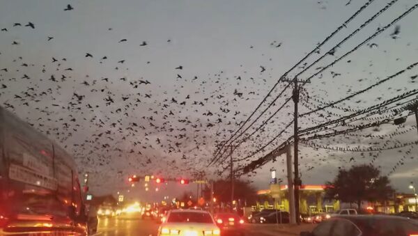 Milhares de pássaros no Texas - Sputnik Brasil