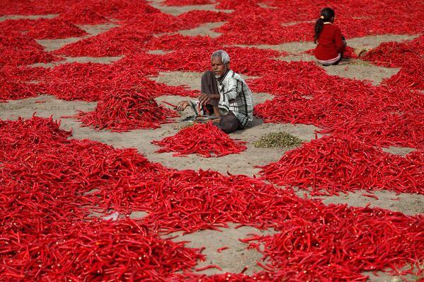 Trabalhadores escolhem pimenta vermelha em uma fazenda indiana - Sputnik Brasil