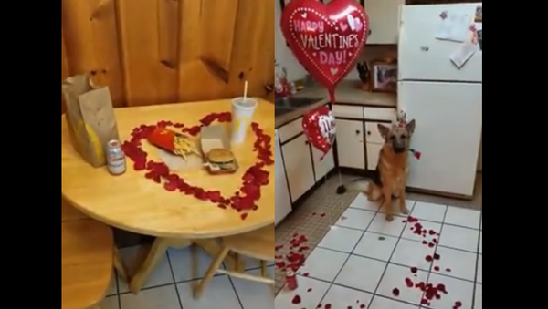 Cachorro esperto prepara jantar especial para o Dia de São Valentim - Sputnik Brasil