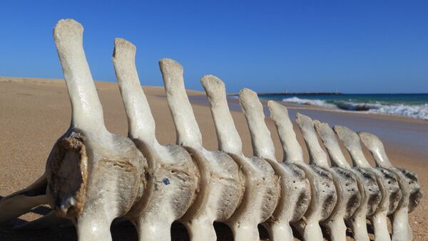Esqueleto na praia (imagem referencial) - Sputnik Brasil