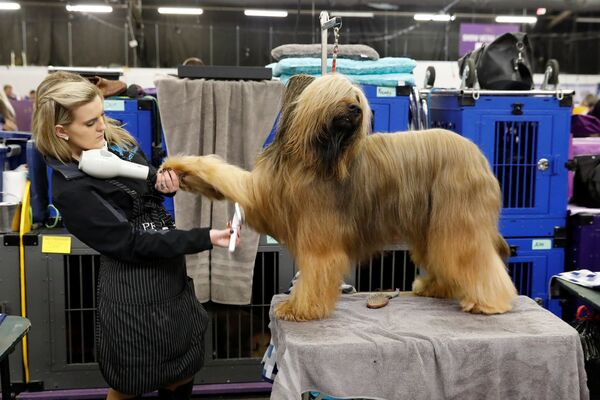 Competidor na maior exposição de cachorros no mundo, Westminster Kennel Club Dog Show, em Nova York - Sputnik Brasil