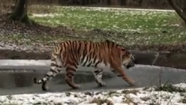 Tigre no parque natural Knuthenborg Safaripark (Dinamarca) - Sputnik Brasil
