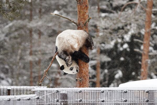 Panda Lumi pendurada em uma árvore em um zoológico na Finlândia - Sputnik Brasil