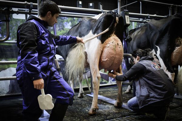 Uma vaca durante preparação para ordenha com sistema automático na 55ª Feira Internacional de Agricultura em Paris - Sputnik Brasil