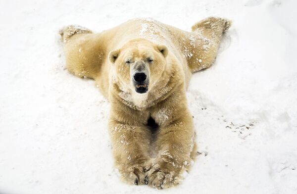 Urso branco brinca com neve no parque Yorkshire Wildlife em Doncaster, Reino Unido - Sputnik Brasil