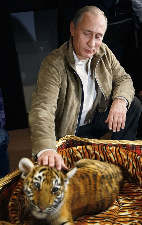 Vladimir Putin junto a um tigre-de-amur, que lhe foi oferecido em 2008 - Sputnik Brasil
