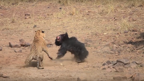 Luta entre tigre e urso no Parque Nacional de Tadoba (Índia) - Sputnik Brasil