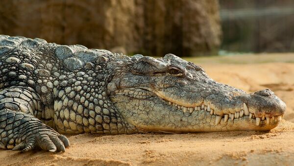 Crocodilo - Sputnik Brasil