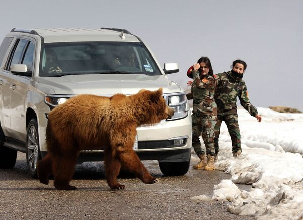 Mulheres militares curdas das forças peshmerga e jornalistas soltam um urso salvo por ativistas para seu habitat natural - Sputnik Brasil