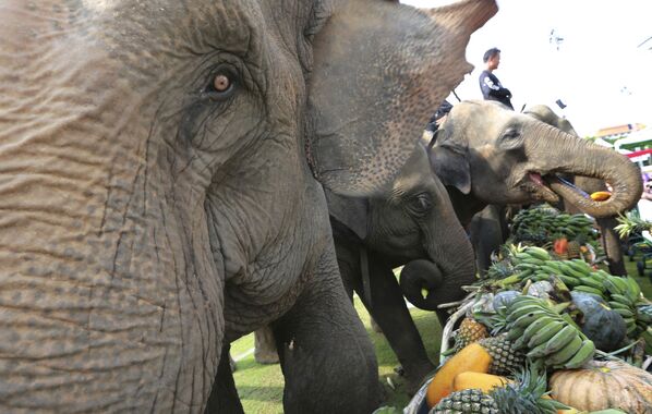 Elefantes se alimentam antes de uma partida de polo em Bangkok, na Tailândia - Sputnik Brasil
