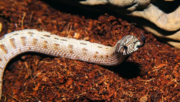 Australiana chama resgate para capturar cobra de borracha