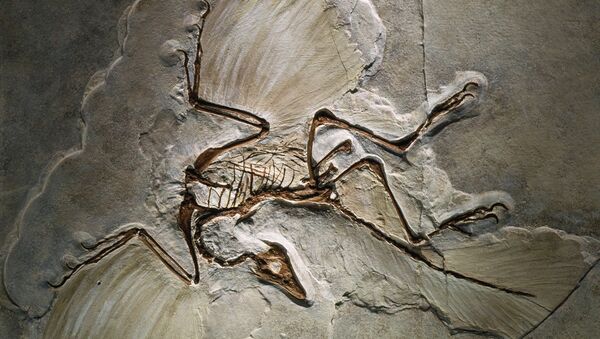 Fóssil do Archaeopteryx, encontrado no sul da Alemanha (foto de arquivo) - Sputnik Brasil
