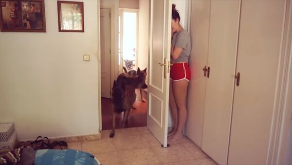 Cachorros tentam encontrar menina escondida atrás da porta - Sputnik Brasil