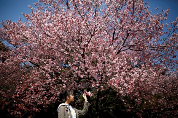 Cerejeiras em flor, Tóquio, Japão - Sputnik Brasil