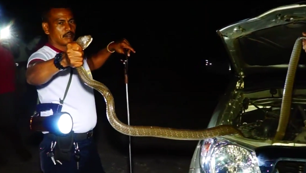 Novo acessório de automóvel na Tailândia: cobra gigantesca se esconde no carro - Sputnik Brasil