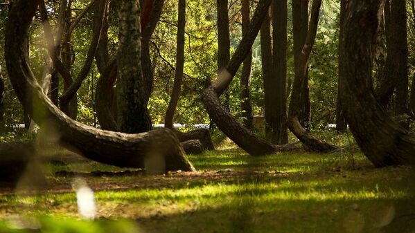 Floresta Torta é um bosque de pinheiros curvados que se encontram nos arredores da povoação de Nowe Czarnowo, no oeste da Polônia. No bosque há mais de 400 árvores, com curvas de 90° na base. Todos os pinheiros crescem na direção norte e são rodeados de árvores comuns. Até hoje, não se sabe o que causou a deformação dos pinheiros - Sputnik Brasil