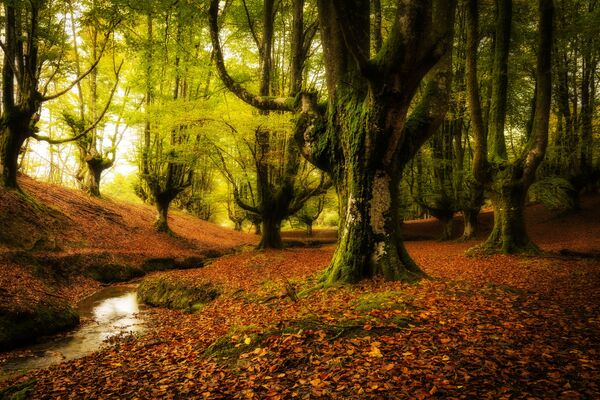 Floresta Otzarreta está localizada no País Basco, Espanha. Na floresta Otzarreta ficam as árvores com galhos mais surreais do mundo - Sputnik Brasil